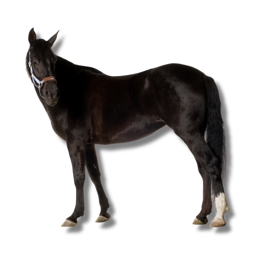 black horse standing broadside with a halter on